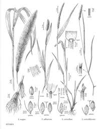 Image result for Setaria verticillata