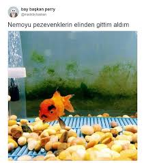 Anlamli Dusundurucu Eglenceli Guzel Komik Konusan Resimler Konusan Resimler Www Kizlari Komik Hayvan Fotograflari Eglenceli Resimler Komik Hayvanlar