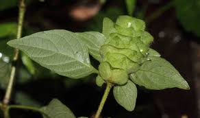 Image result for Phaulopsis imbricata