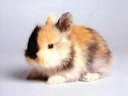 Variete De Races Et De Couleur Animaux Les Plus Mignons Lapin Lapin Nain Angora