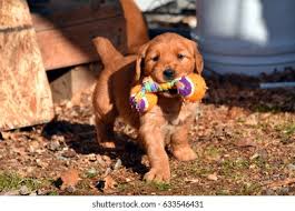 The red golden retriever, also known as the dark red golden retriever, is officially classified as mahogany. they have a playful appearance that a red golden retriever is, in reality, not very special. Dark Red Golden Retriever Puppy Playing Stock Photo Edit Now 633546431