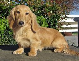 Long Haired English Cream Dachshund Puppies Zoe Fans Blog Cream Dachshund Dapple Dachshund Piebald Dachshund
