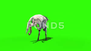 Crazed White Horse Animals Side Green Screen 3d Rendering Animation Stock Footage Animals Side Horse Crazed White Horse Greenscreen 3d Rendering