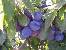 P ick up a growing guide for pretty much any common fruit and i am willing to wager that a spot in full sun comes up in the top three list of requirements. 4 Low Maintenance Fruit Trees Anyone Can Grow Plant Instructions
