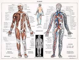 Human Nervous And Muscular System Drawing By Unknown Choose from 20+ nervous system graphic resources and download in the form of png, eps, ai or psd. human nervous and muscular system by unknown
