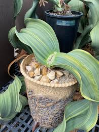 Image result for Welwitschia