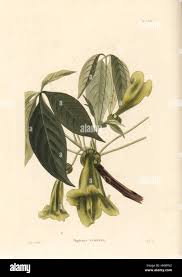 Image result for Cybistax antisyphilitica