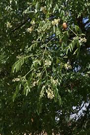 Image result for Xanthocercis zambesiaca