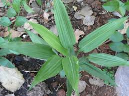 Image result for Dracaena aubryana