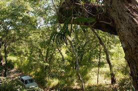 Image result for Diaphananthe fragrantissima