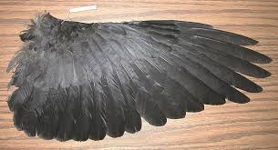 Google Image Result For Http Www2 Ups Edu Biology Museum Amcrwing17070 Jpg Wing Anatomy Raven Wings Wings Drawing