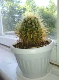 Barrel cactus are the classic desert denizens of lore. Ask A Question Forum Golden Barrel Cactus White Spots And Discoloration Garden Org