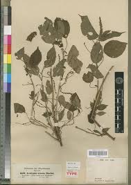 Image result for Acalypha ornata