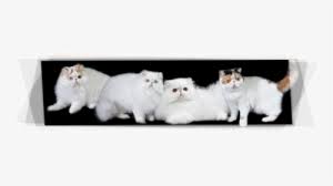 Cat Png File British Semi Longhair Cat Transparent Png Transparent Png Image Pngitem Hitta stockbilder i hd på cat combing long hair cats hairstyle och miljontals andra royaltyfria stockbilder, illustrationer och vektorer i shutterstocks samling. cat png file british semi longhair