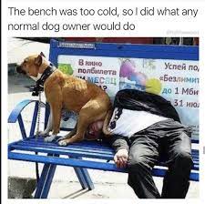 Maybe you would like to learn more about one of these? Funny Meme Of Man Passed Out On A Bench With Dog Sitting On His Face Dogsfunnyfaces Dogsfunnymeme Funny Animals Dog Memes Funny Memes