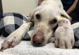 Severely Emaciated Dog Fighting for His Life - Kyhumane