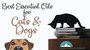 Therefore, it's a good idea to cats seriously don't like citrus and some other pungent smelling essential oils. The Best Essential Oils That Are Safe For Dogs And Cats Healthy Living In Colorado Llc