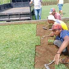 Jika rumput gajah mini dan rumput jepang disandingkan, kelebihan lebih banyak dilihat pada rumput gajah mini. Jual Rumput Jepang Magetan Rumput Gajah Mini Magetan Rumput Golf Magetan Kab Malang Rumput Gajah Mini 10rb Tokopedia