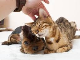 But research shows they also purr when they're injured or sick, science of us explains, and in that case you but consider this tidbit from the video above: Why Do Cats And Dogs Love A Good Head Scratch Live Science