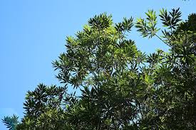 Image result for Breonadia