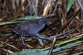 Their black beak is enormous and intimidating. Eastern Black Rail U S Fish Wildlife Service
