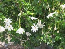 Find many great new & used options and get the best deals for tree gardenia (gardenia thunbergia) 25 fresh seeds at the best online prices at ebay! Gardenia Thunbergia Wild Gardenia Gardenia Wild Flowers