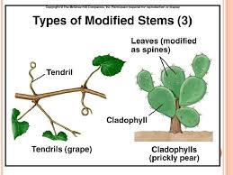 Spines can be soft or rigid, straight or curved spines have two major roles: Chapter 5 Morphology Of Flowering Plants Morphology Deals