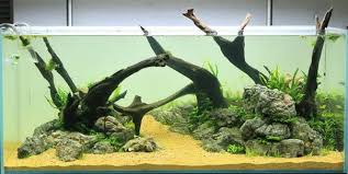 Wurzeln Und Treibholz Im Aquascaping Aqua Rebell Aquascaping Aquarium Einrichten Aquarium Fische