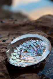 Abalone Shell Found In A Rockpool In Mossy Point Nsw Shells Abalone Shell Sea Shells