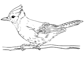 A survey by uk eye care company optical express asked respondents to decide whether a color swatch was blue or green. Blue Jay 7 Coloring Page Free Printable Coloring Pages For Kids