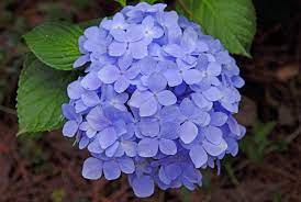 Free Image On Pixabay Hydrangea Flower Plant Natural Plants Hydrangea Flower Planting Flowers
