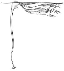Le seul danger qui était à craindre, c'était 2 Le Varech Geant Nereocystis Luetkeana Image Tiree De Vogel 1996 Download Scientific Diagram