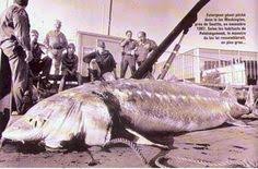 Young man with first columbia river sturgeon. 8 Sturgeon Fishing Ideas Sturgeon Fish Sturgeon River Monsters