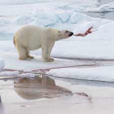 A Polar Bear plays with a Narwhal's penis - Graham Boulnois