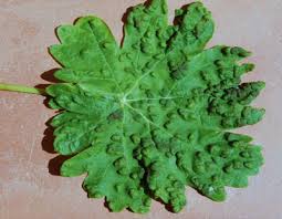 Image result for Calepitrimerus vitis