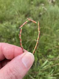 Image result for Coelorachis