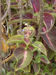 Image result for Coleus scutellarioides