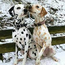 Dalmation Diese Rasse Reiste Einst Mit Zigeunern Und Ist Nach Dalmatien Benannt Dalmatien Dalmation Die Cute Baby Animals Cute Animals Dalmatian Puppy