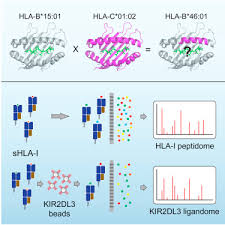 The Intergenic Recombinant Hla B 46 01 Has A Distinctive