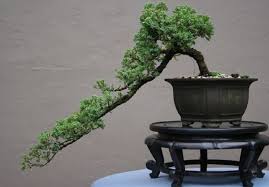 Jenis Harga Dan Cara Merawat Bonsai Asem Jawa Di Rumah Rumah123 Com