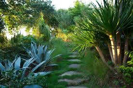 Caribbean Garden Tom Stuart Smith Vertical Garden Plants Climber Plants Tom Stuart Smith