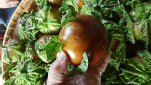 Image result for Solanum macrocarpon