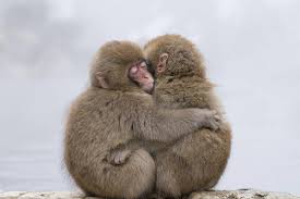 funny monkeys
