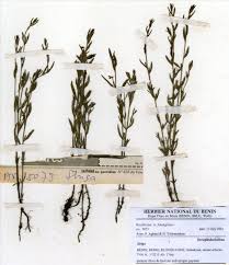 Image result for Striga aspera