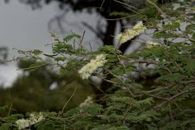 Image result for Acacia fleckii