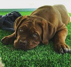 Lionel messi shows off pet dog's remarkable growth spurt as barcelona star rests following injury lionel messi's dogue de bordeaux has grown inexorably in eight months messi nursing groin injury and missed argentina's latest world cup game lionel messi has posted a picture to his instagram account showing off his pet dog's. Barcelona Messi S Dog Hulk Goes Viral On Social Media Once Again Foto 15 De 17 Marca English