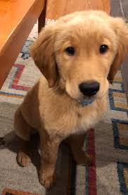 Woodrow 19 043 M 3 Months Golden Retriever Rescue Of North Texas