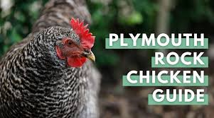 They have excellent table quality meat and are prolific layers. Plymouth Rock Chicken Breed Guide Eco Peanut