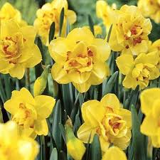 Tahiti Double Daffodil Bulb Flowers Daffodil Bulbs Daffodil Flower