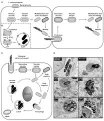 When listeria reaches the cell's edge, it pushes and pushes, making a long skinny finger. Frontiers To Be Cytosolic Or Vacuolar The Double Life Of Listeria Monocytogenes Cellular And Infection Microbiology